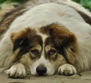 Cremação ou sepultamento: saiba qual melhor opção para pets - Imagem