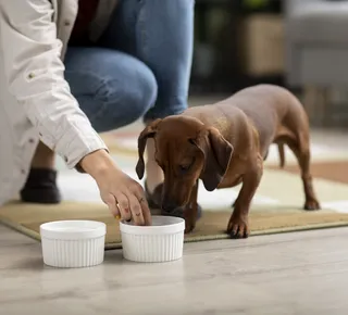 Descubra quais alimentos oferecem risco à saúde dos pets - Imagem