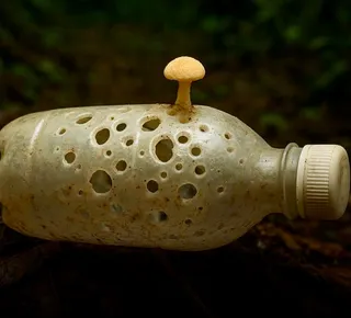 Fungo come plástico - Imagem