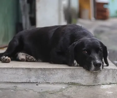 Leishmaniose canina: especialistas orientam para cuidados com os cães - Imagem