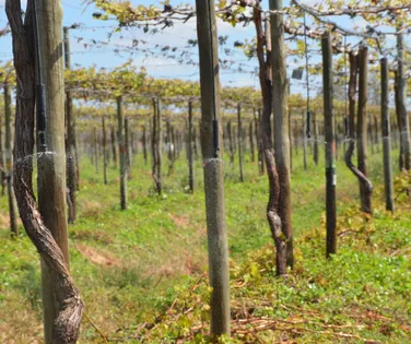 O PIB cresce 0,4%, mesmo com juros altos. E agora? - Imagem
