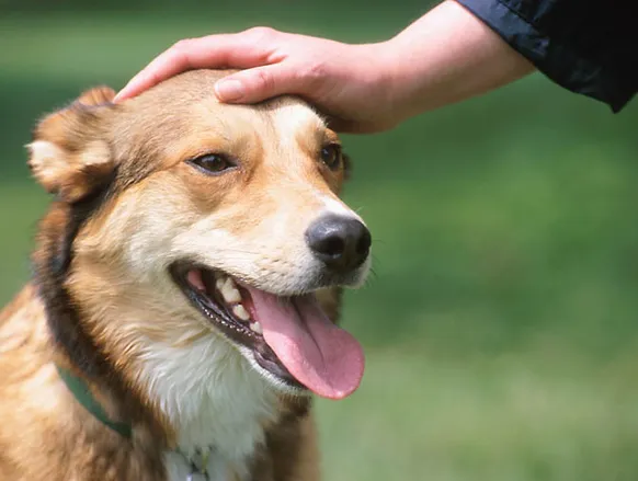 Pensão Canina: mulher recorre à Justiça mas tem pedido negado - Imagem