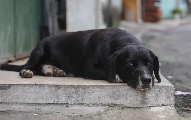 Leishmaniose canina: especialistas orientam para cuidados com os cães - Imagem