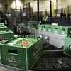Heineken abre vagas que valem cerveja e salários de até R$ 22 mil - Imagem