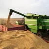 No agro vai tudo bem, apesar das pragas que infestam o caminho - Imagem