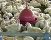Jovem de 15 anos ameaça família com facão por causa de frango - Imagem