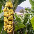 3 truques que farão as bananas durarem semanas sem escurecer imagem