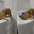 Bagunça pet: tutora flagra cachorra na máquina de lavar imagem