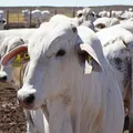 Bahia atinge recorde de rebanho bovino e produção de ovos em 50 anos imagem