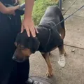 Cachorro é “jurado de morte” por traficantes e acaba baleado imagem