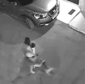 Criança autista é atacada por pitbull em cidade da Bahia imagem