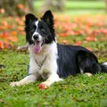 Descubra o que a raça do seu pet diz sobre sua personalidade imagem