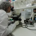 Estudo em gestantes quer reduzir risco de HTLV-1 em recém-nascidos imagem
