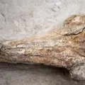 Fóssil de espécie singular de 12 milhões de anos é exibido no Peru imagem