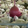 Jovem de 15 anos ameaça família com facão por causa de frango imagem