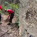 Quatro corpos são localizados enterrados em área de mata imagem