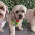 Três cães morrem após ficarem mais de 1h dentro de carro de pet shop imagem