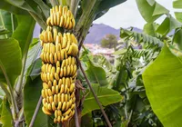 3 truques que farão as bananas durarem semanas sem escurecer imagem