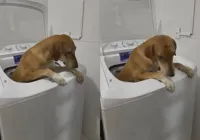 Bagunça pet: tutora flagra cachorra na máquina de lavar