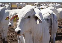 Bahia atinge recorde de rebanho bovino e produção de ovos em 50 anos