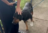 Cachorro é “jurado de morte” por traficantes e acaba baleado