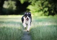 Cachorro fujão? 7 truques para evitar fugas perigosas