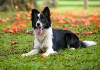 Descubra o que a raça do seu pet diz sobre sua personalidade imagem