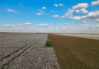 Do oeste para o mundo, Bahia projeta novo recorde de exportações de algodão imagem