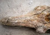 Fóssil de espécie singular de 12 milhões de anos é exibido no Peru imagem