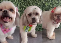 Três cães morrem após ficarem mais de 1h dentro de carro de pet shop imagem
