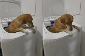 Bagunça pet: tutora flagra cachorra na máquina de lavar - Imagem