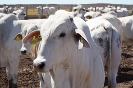 Bahia atinge recorde de rebanho bovino e produção de ovos em 50 anos - Imagem