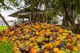 Senado aprova perdão de dívidas e cria programa Renova Cacau - Imagem