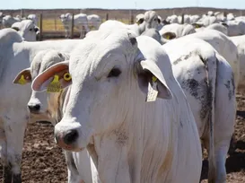 Bahia atinge recorde de rebanho bovino e produção de ovos em 50 anos - Imagem