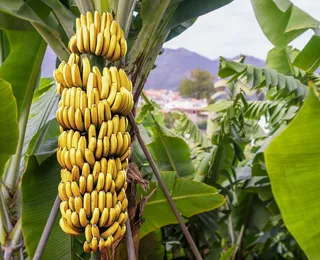 3 truques que farão as bananas durarem semanas sem escurecer