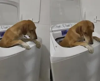 Bagunça pet: tutora flagra cachorra na máquina de lavar