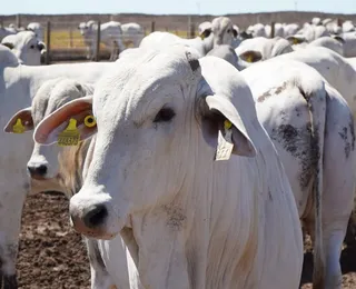 Bahia atinge recorde de rebanho bovino e produção de ovos em 50 anos