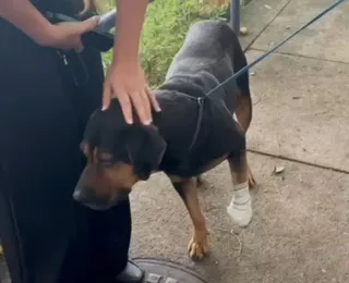 Cachorro é “jurado de morte” por traficantes e acaba baleado