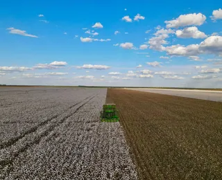 Do oeste para o mundo, Bahia projeta novo recorde de exportações de algodão