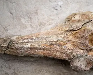 Fóssil de espécie singular de 12 milhões de anos é exibido no Peru