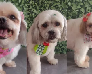 Três cães morrem após ficarem mais de 1h dentro de carro de pet shop