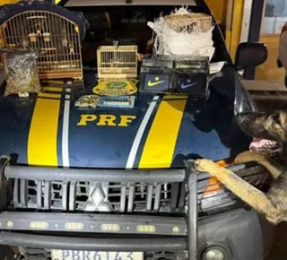 Cães farejadores encontram cocaína e munições dentro de ônibus na BA - Imagem