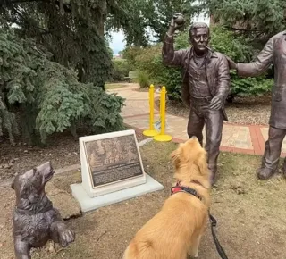 Golden Retriever espera lançamento de bolinha após encontrar estátua - Imagem