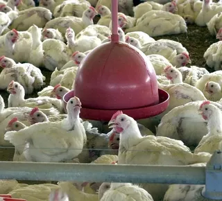 Jovem de 15 anos ameaça família com facão por causa de frango - Imagem