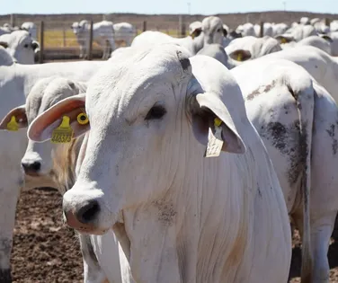Bahia atinge recorde de rebanho bovino e produção de ovos em 50 anos - Imagem