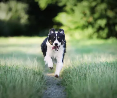 Cachorro fujão? 7 truques para evitar fugas perigosas - Imagem