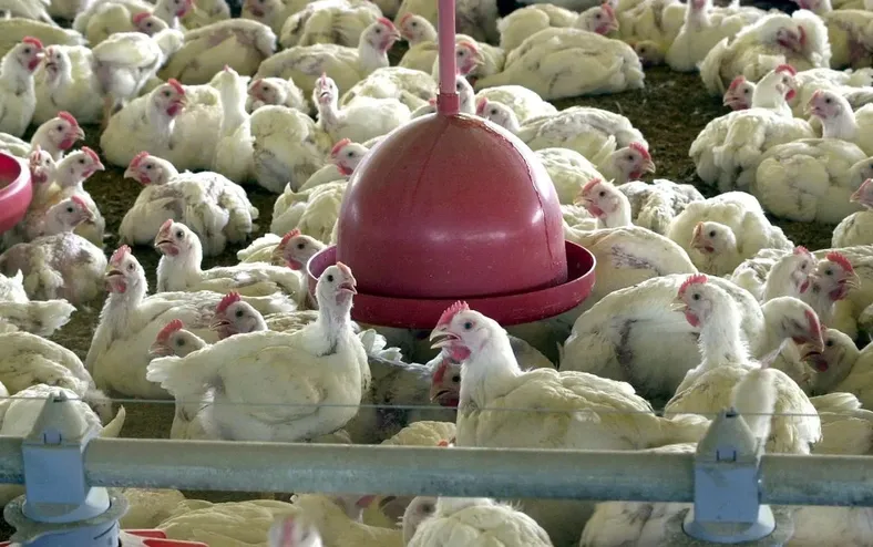 Jovem de 15 anos ameaça família com facão por causa de frango - Imagem
