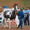 Salvador recebe leilão de cavalos de elite em dezembro - Imagem