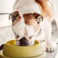 5 alimentos humanos comuns que são tóxicos para seu cão ou gato imagem