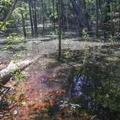 Achado incrível na Amazônia muda tudo o que sabíamos sobre dinossauros imagem